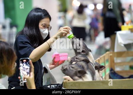 Bangkok, Thailandia. 10 agosto 2023. Un visitatore nutre i maialini durante un PET expo a Bangkok, Thailandia, 10 agosto 2023. Crediti: Rachen Sageamsak/Xinhua/Alamy Live News Foto Stock