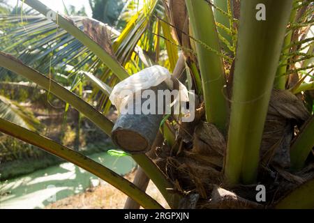 la linfa di cocco viene raccolta dalla palma da cocco mediante un cerotto. Si tratta di un processo manuale che supporta le comunità locali. Foto Stock