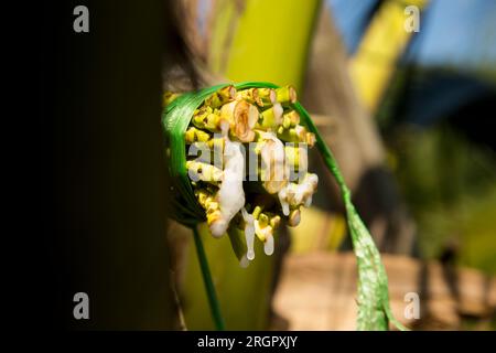 la linfa di cocco viene raccolta dalla palma da cocco mediante un cerotto. Si tratta di un processo manuale che supporta le comunità locali. Foto Stock