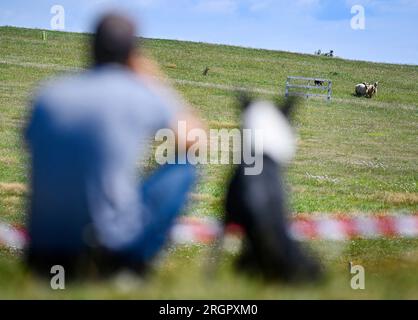 Pavlinov, Repubblica Ceca. 11 agosto 2023. Primo giorno di qualificazione della gara internazionale di tre giorni di cane da pastore Czech Open a Pavlinov, regione di Zdar nad Sazavou, Repubblica Ceca, 11 agosto 2023. Crediti: Lubos Pavlicek/CTK Photo/Alamy Live News Foto Stock