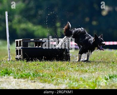 Pavlinov, Repubblica Ceca. 11 agosto 2023. Primo giorno di qualificazione della gara internazionale di tre giorni di cane da pastore Czech Open a Pavlinov, regione di Zdar nad Sazavou, Repubblica Ceca, 11 agosto 2023. Collie di confine che si raffredda in acqua dopo aver allevato pecore. Crediti: Lubos Pavlicek/CTK Photo/Alamy Live News Foto Stock