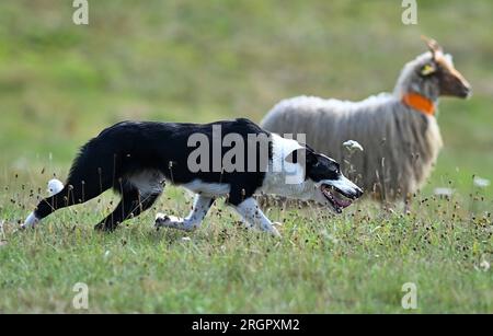 Pavlinov, Repubblica Ceca. 11 agosto 2023. Primo giorno di qualificazione della gara internazionale di tre giorni di cane da pastore Czech Open a Pavlinov, regione di Zdar nad Sazavou, Repubblica Ceca, 11 agosto 2023. Collie di confine che allevano pecore. Crediti: Lubos Pavlicek/CTK Photo/Alamy Live News Foto Stock