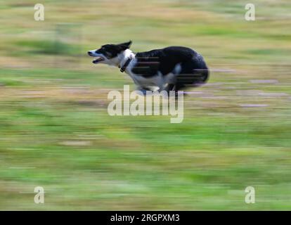 Pavlinov, Repubblica Ceca. 11 agosto 2023. Primo giorno di qualificazione della gara internazionale di tre giorni di cane da pastore Czech Open a Pavlinov, regione di Zdar nad Sazavou, Repubblica Ceca, 11 agosto 2023. Border collie. Crediti: Lubos Pavlicek/CTK Photo/Alamy Live News Foto Stock