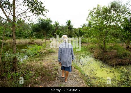 Piantagioni organiche di cocco nella zona di Samut Songkram di ​​Thailand. Foto Stock