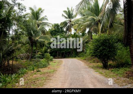 Piantagioni organiche di cocco nella zona di Samut Songkram di ​​Thailand. Foto Stock