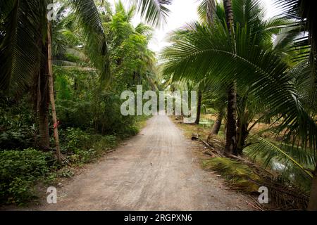 Piantagioni organiche di cocco nella zona di Samut Songkram di ​​Thailand. Foto Stock