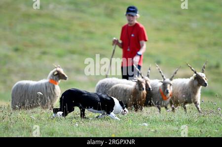 Pavlinov, Repubblica Ceca. 11 agosto 2023. Primo giorno di qualificazione della gara internazionale di tre giorni di cane da pastore Czech Open a Pavlinov, regione di Zdar nad Sazavou, Repubblica Ceca, 11 agosto 2023. Collie di confine che allevano pecore. Crediti: Lubos Pavlicek/CTK Photo/Alamy Live News Foto Stock