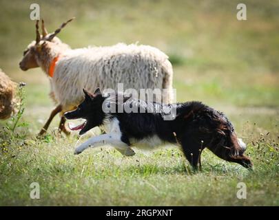 Pavlinov, Repubblica Ceca. 11 agosto 2023. Primo giorno di qualificazione della gara internazionale di tre giorni di cane da pastore Czech Open a Pavlinov, regione di Zdar nad Sazavou, Repubblica Ceca, 11 agosto 2023. Collie di confine che allevano pecore. Crediti: Lubos Pavlicek/CTK Photo/Alamy Live News Foto Stock