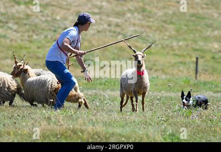 Pavlinov, Repubblica Ceca. 11 agosto 2023. Primo giorno di qualificazione della gara internazionale di tre giorni di cane da pastore Czech Open a Pavlinov, regione di Zdar nad Sazavou, Repubblica Ceca, 11 agosto 2023. Collie di confine che allevano pecore. Crediti: Lubos Pavlicek/CTK Photo/Alamy Live News Foto Stock