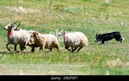 Pavlinov, Repubblica Ceca. 11 agosto 2023. Primo giorno di qualificazione della gara internazionale di tre giorni di cane da pastore Czech Open a Pavlinov, regione di Zdar nad Sazavou, Repubblica Ceca, 11 agosto 2023. Collie di confine che allevano pecore. Crediti: Lubos Pavlicek/CTK Photo/Alamy Live News Foto Stock