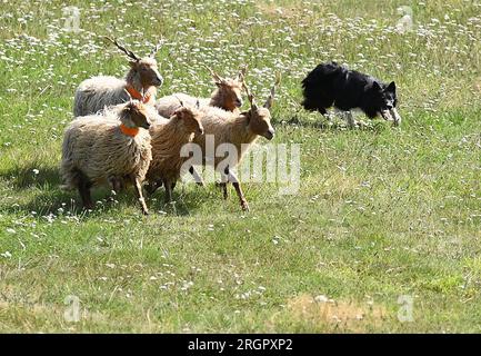 Pavlinov, Repubblica Ceca. 11 agosto 2023. Primo giorno di qualificazione della gara internazionale di tre giorni di cane da pastore Czech Open a Pavlinov, regione di Zdar nad Sazavou, Repubblica Ceca, 11 agosto 2023. Collie di confine che allevano pecore. Crediti: Lubos Pavlicek/CTK Photo/Alamy Live News Foto Stock