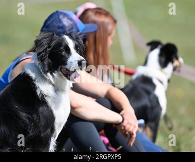 Pavlinov, Repubblica Ceca. 11 agosto 2023. Primo giorno di qualificazione della gara internazionale di tre giorni di cane da pastore Czech Open a Pavlinov, regione di Zdar nad Sazavou, Repubblica Ceca, 11 agosto 2023. Border collie. Crediti: Lubos Pavlicek/CTK Photo/Alamy Live News Foto Stock