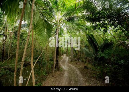 Piantagioni organiche di cocco nella zona di Samut Songkram di ​​Thailand. Foto Stock