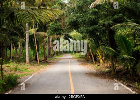 Piantagioni organiche di cocco nella zona di Samut Songkram di ​​Thailand. Foto Stock