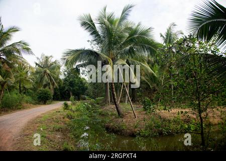 Piantagioni organiche di cocco nella zona di Samut Songkram di ​​Thailand. Foto Stock