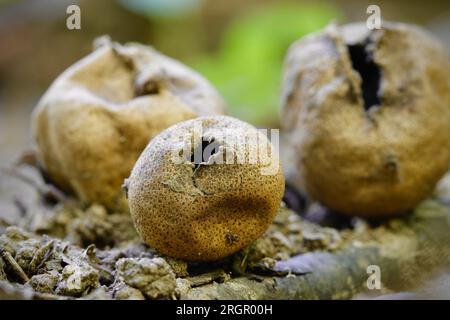 Un trio di funghi Leopard Earth Ball - scleroderma aerolatum Foto Stock