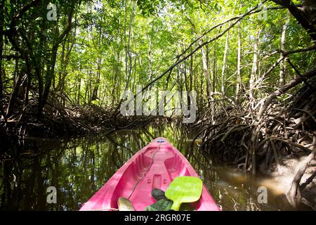 Kayak nella foresta di mangrovie sull'isola di Ko Yao, nel sud della Thailandia. Foto Stock