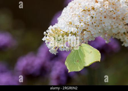 Brimstone Butterfly Gonepteryx rhamni, che si nutre di buddleia bianca con ali a forma di foglia uniche, giallo verdastro con vene rialzate, colore maschile più luminoso Foto Stock