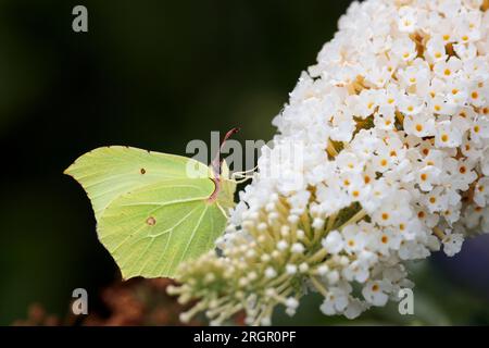 Brimstone Butterfly Gonepteryx rhamni, che si nutre di buddleia bianca con ali a forma di foglia uniche, giallo verdastro con vene rialzate, colore maschile più luminoso Foto Stock