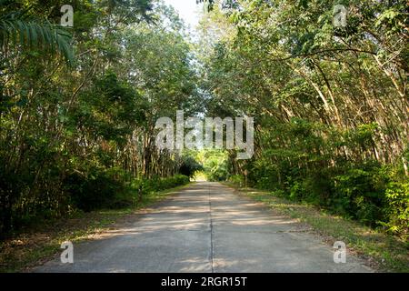 Strada nel mezzo di una foresta di alberi nell'isola di Ko Yao, nel sud della Thailandia Foto Stock