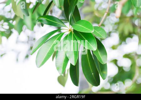 Dita, albero del Diavolo o Alstonia scolaris e cielo sfondo Foto Stock