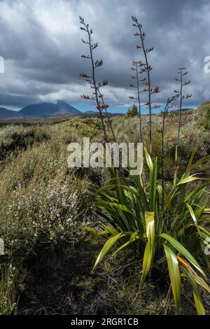 Manuka e harakeke (lino neozelandese) in fiore nel Parco Nazionale di Tongariro, Isola del Nord, Nuova Zelanda Foto Stock