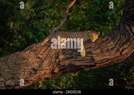 Leopard giace addormentato su uno spesso tronco di alberi Foto Stock