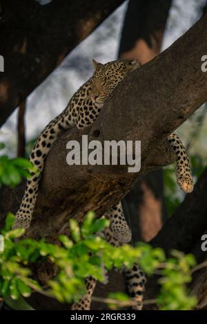 Leopard giace addormentato nel ramo a cavallo degli alberi Foto Stock