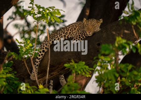 Leopard giace dormendo sul ramo tra le foglie Foto Stock