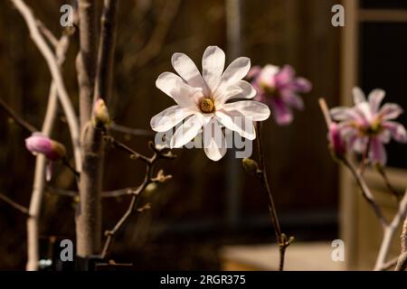 Un fiore di magnolia fiorisce vigorosamente all'inizio della primavera Foto Stock