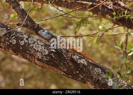 Albero meridionale Agama Acanthocercus atricollis 14845 Foto Stock