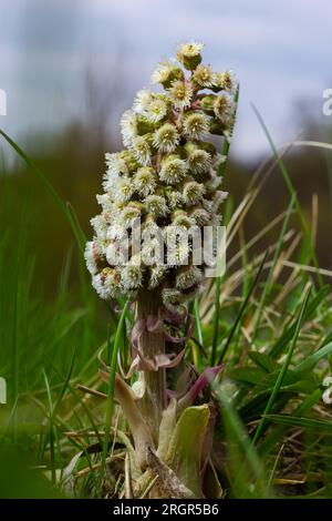 Infiorescenze di butterbur, pestilence wort, Petasites hybridus.Blossom, butterbur comune. Un butterbur fiore petasites ibridus in fiore nel mead Foto Stock