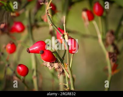 Cespuglio rosa con rosa rossa, rosa canina in autunno, tè, tè rosa rosa, raccogliere frutta, vitamina C. Foto Stock