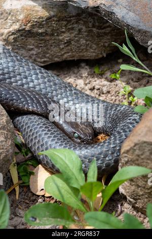 Serpente tigre in Tasmania Australia Foto Stock