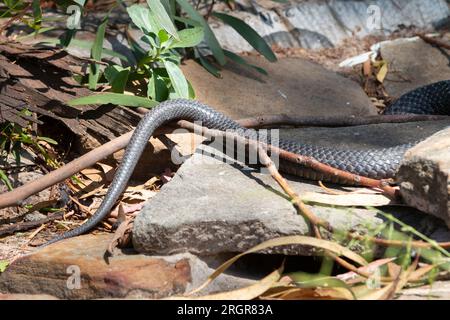 Serpente tigre in Tasmania, Australia Foto Stock