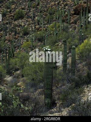 Cactus Saguaro in fiore Foto Stock