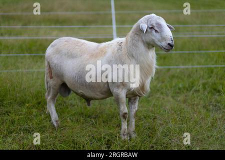 Ariete di pecora Katahdin coltivato che sembra posare sul suo paddock erboso e razionale Foto Stock