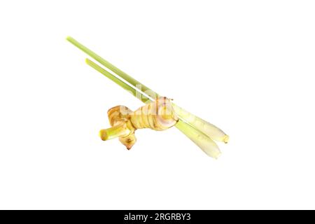 Rizomi galangali freschi (Alpinia galanga) e citronella. Foto Studio nitida e minimale su sfondo bianco Foto Stock