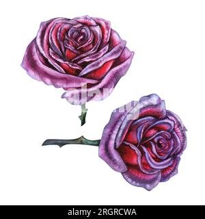 Rose viola scuro ad acquerello disegnato a mano per schede di design, inviti, motivi di tessuto per compleanno, festa serale, halloween Foto Stock