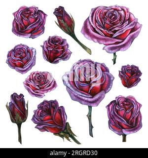 Rose viola scuro ad acquerello disegnato a mano per schede di design, inviti, motivi di tessuto per compleanno, festa serale, halloween Foto Stock