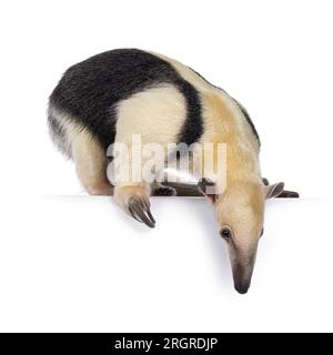 Antiera meridionale, nota anche come Tamandua tetradactyla, camminando lateralmente. Guardare e scendere dal bordo. Isolato su sfondo bianco. Foto Stock