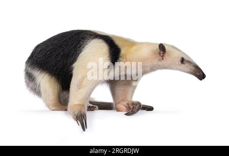 Antiera meridionale, nota anche come Tamandua tetradactyla, che si trova in piedi su strade secondarie. Guarda lateralmente. Isolato su sfondo bianco. Foto Stock