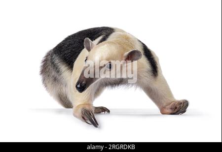Antiera meridionale, nota anche come Tamandua tetradactyla, che si trova lungo le strade laterali. Guardando accanto alla fotocamera. Isolato su sfondo bianco. Foto Stock