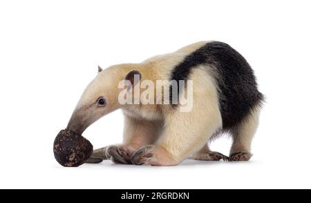 Antiera meridionale, nota anche come Tamandua tetradactyla, che si trova in piedi su strade secondarie. Guardando e mangiando da un avocado. Isolato su sfondo bianco. Foto Stock