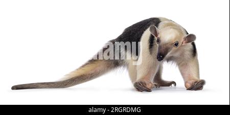 Antetempo meridionale, alias Tamandua tetradactyla, in piedi di fronte. Guardando verso la fotocamera. Isolato su sfondo bianco. Foto Stock