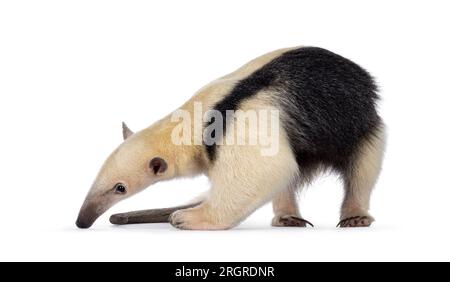 Antiera meridionale, nota anche come Tamandua tetradactyla, che si trova in piedi su strade secondarie. Guardando a terra. Isolato su sfondo bianco. Foto Stock