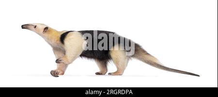 Antiera meridionale, nota anche come Tamandua tetradactyla, camminando lateralmente. Guardando il lato che mostra il profilo con la testa rivolta verso l'alto. Isolato su sfondo bianco. Foto Stock