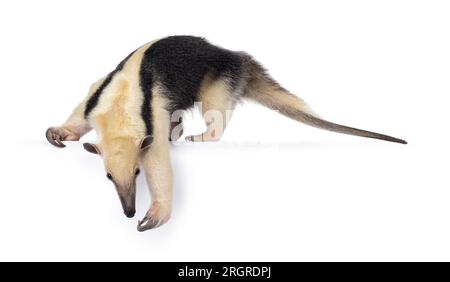 Antiera meridionale, nota anche come Tamandua tetradactyla, camminando lateralmente. Guardare e scendere dal bordo. Isolato su sfondo bianco. Foto Stock