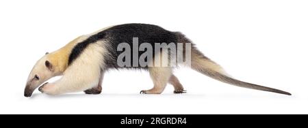 Antiera meridionale, nota anche come Tamandua tetradactyla, camminando lateralmente. Guardando il lato che mostra il profilo. Isolato su sfondo bianco. Foto Stock
