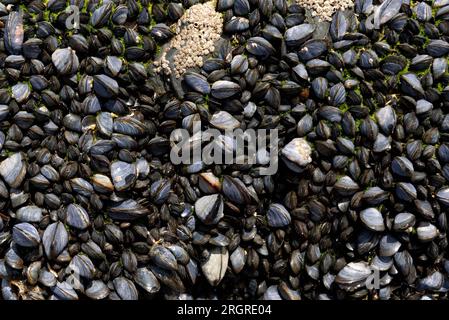 Roccia ricoperta di cozze e barnaccoli Foto Stock